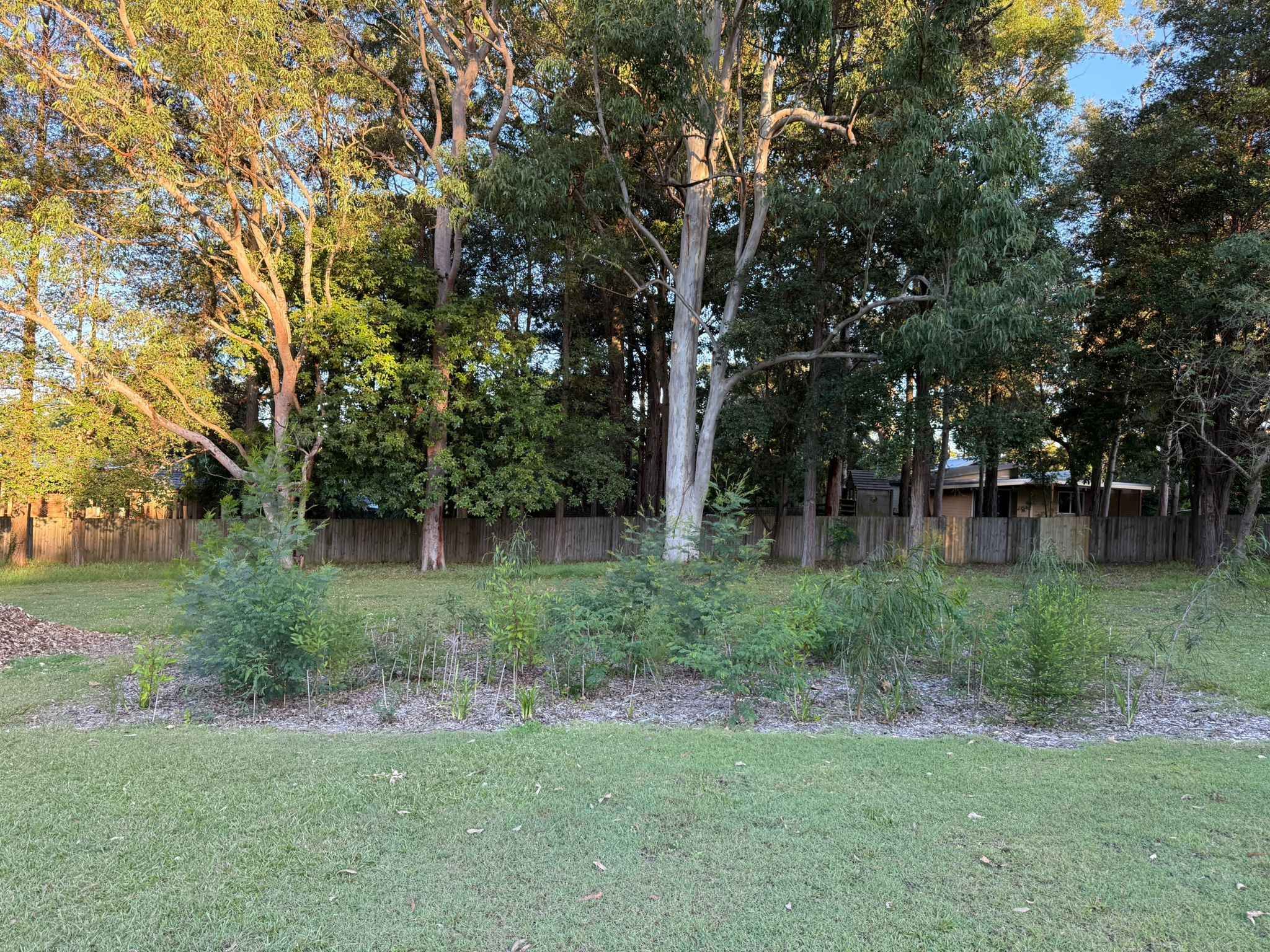 Tree Growth
