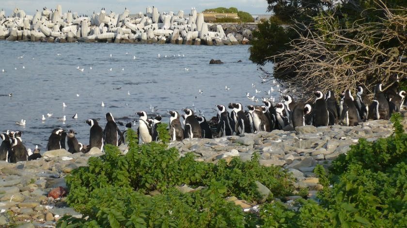 Gathering of penguins
