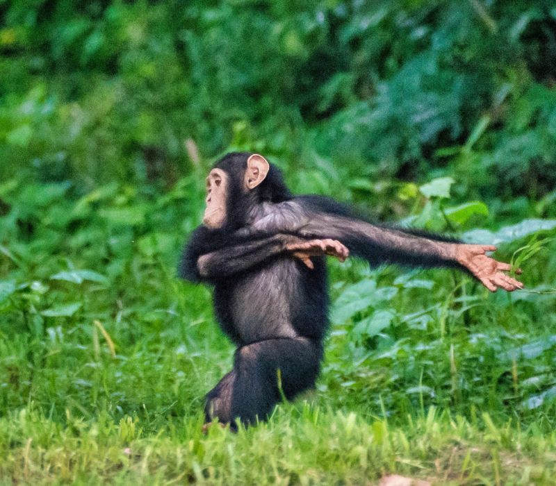 Investigating Threats to Chimps in Uganda
