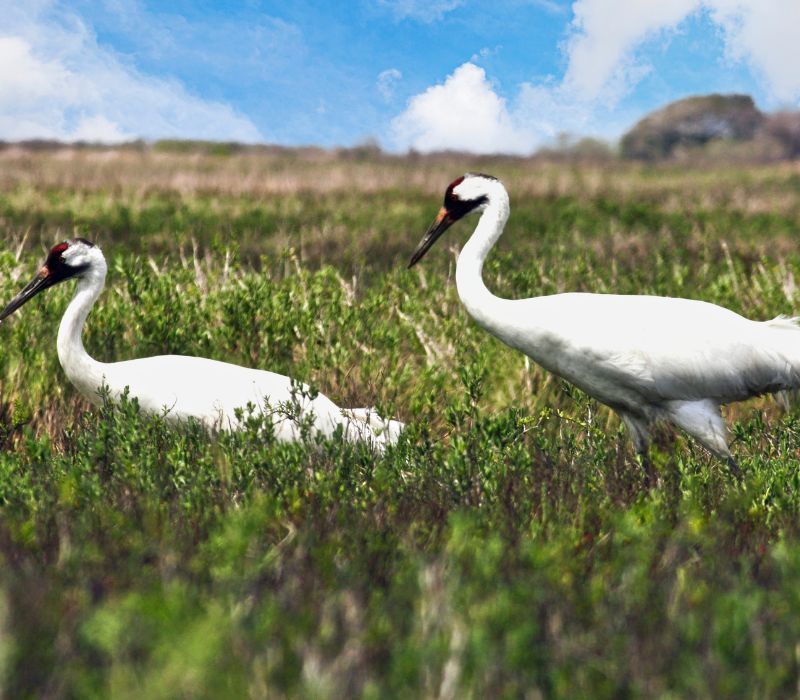 Protecting Whooping Cranes and Coastal Habitats in Texas