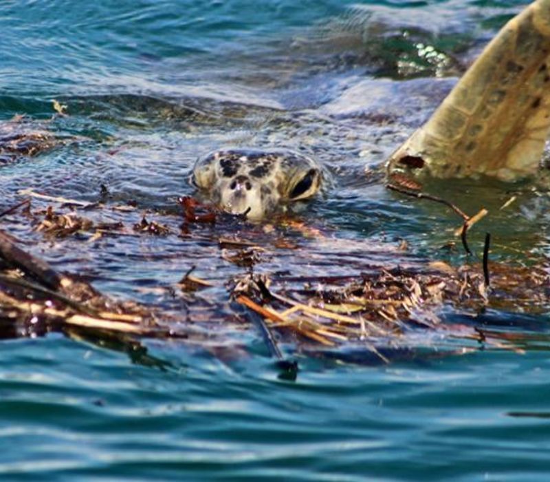 Photo of the Floating Habitats: Marine Wildlife in a Costa Rican Fjord