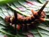 caterpillar species