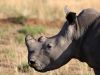 Conserving Threatened Rhinos in South Africa