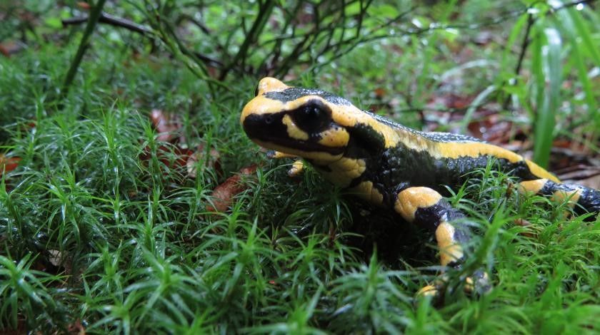 black and yellow frog in grass