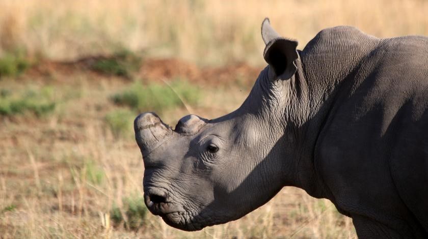 Conserving Threatened Rhinos in South Africa