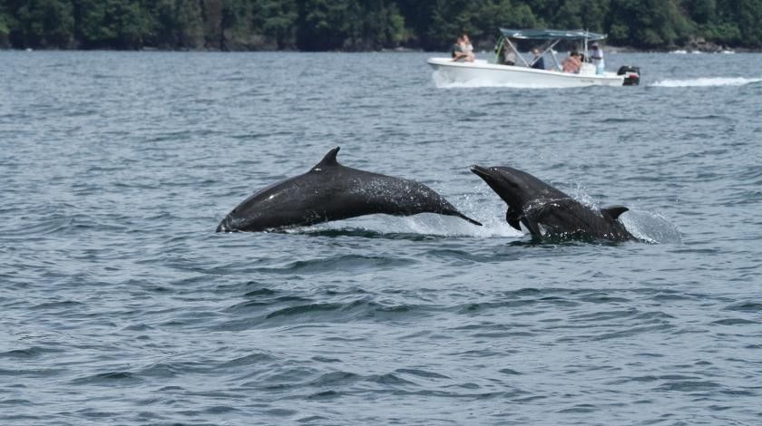 Conserving Marine Mammals in Costa Rica_image5