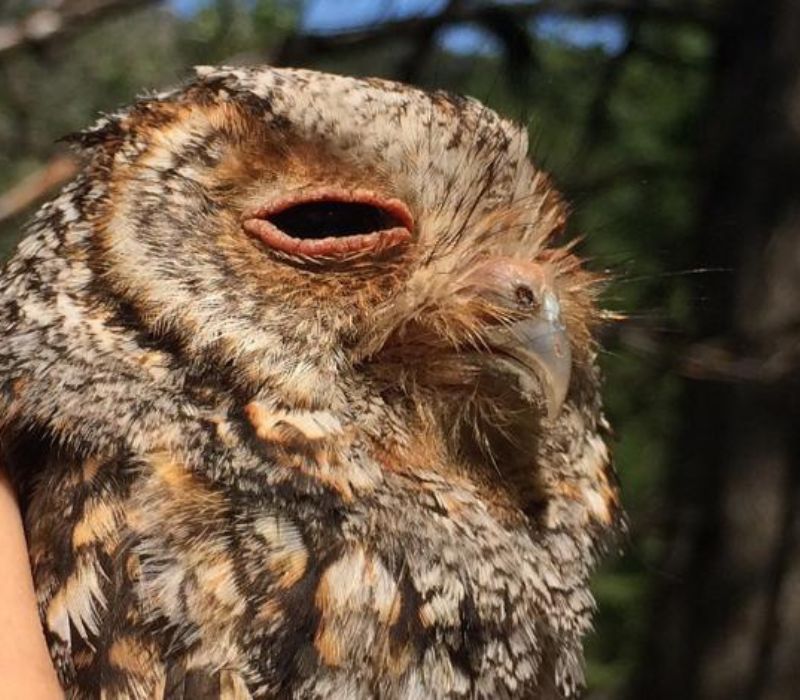 Following Forest Owls in the Western U.S.