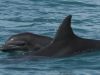 Conserving Marine Mammals in Costa Rica_image4
