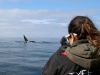 participant observing whales