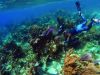 scuba divers swimming in coral