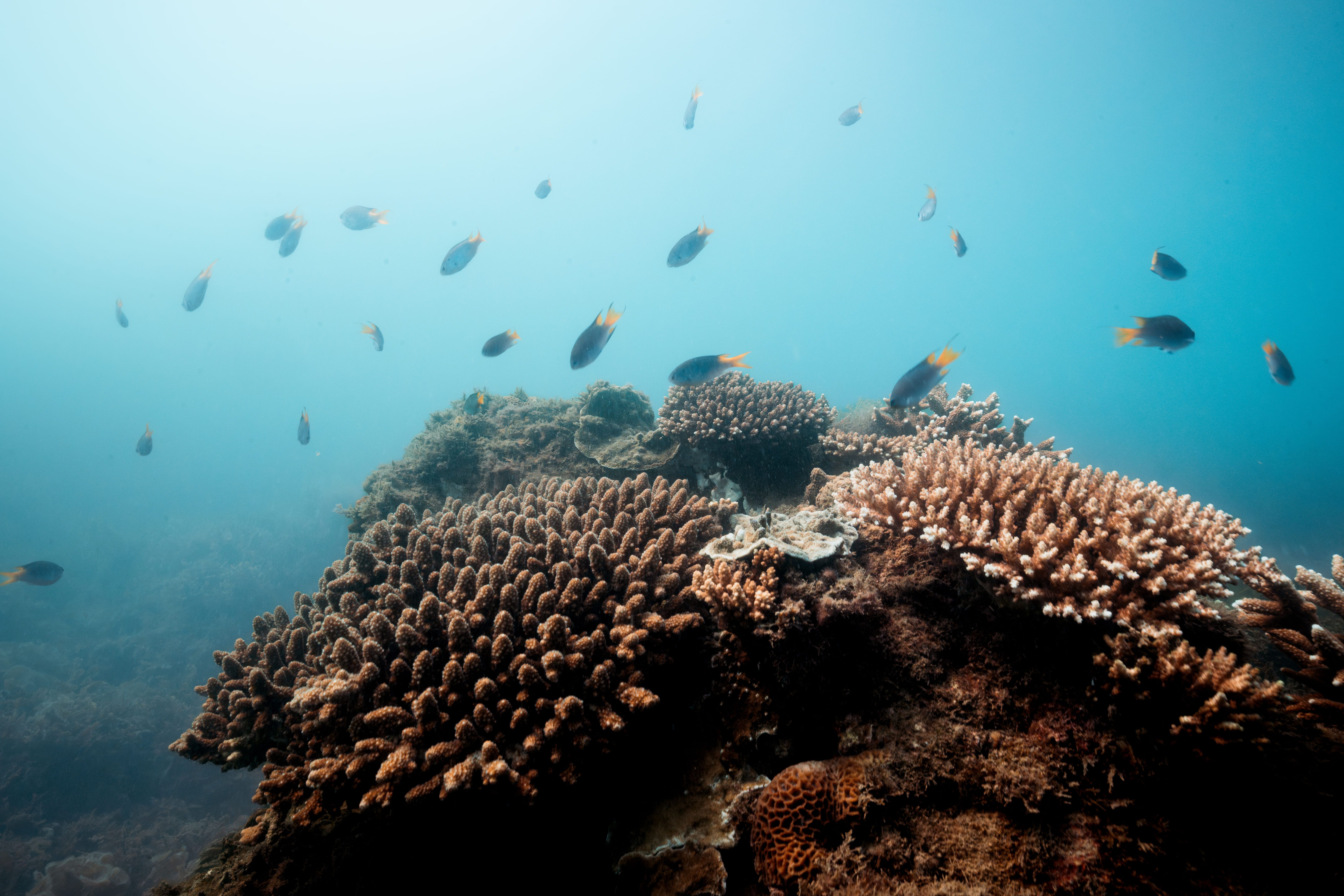 Coral Reef