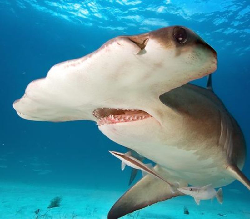 Tracking Sharks and Rays in Florida