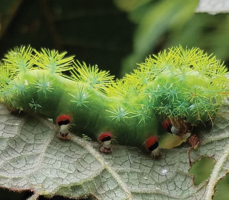Tracking Caterpillars in Tropical Forests