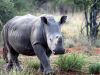 rhino walking