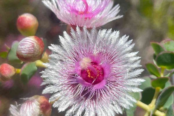 pinkflower