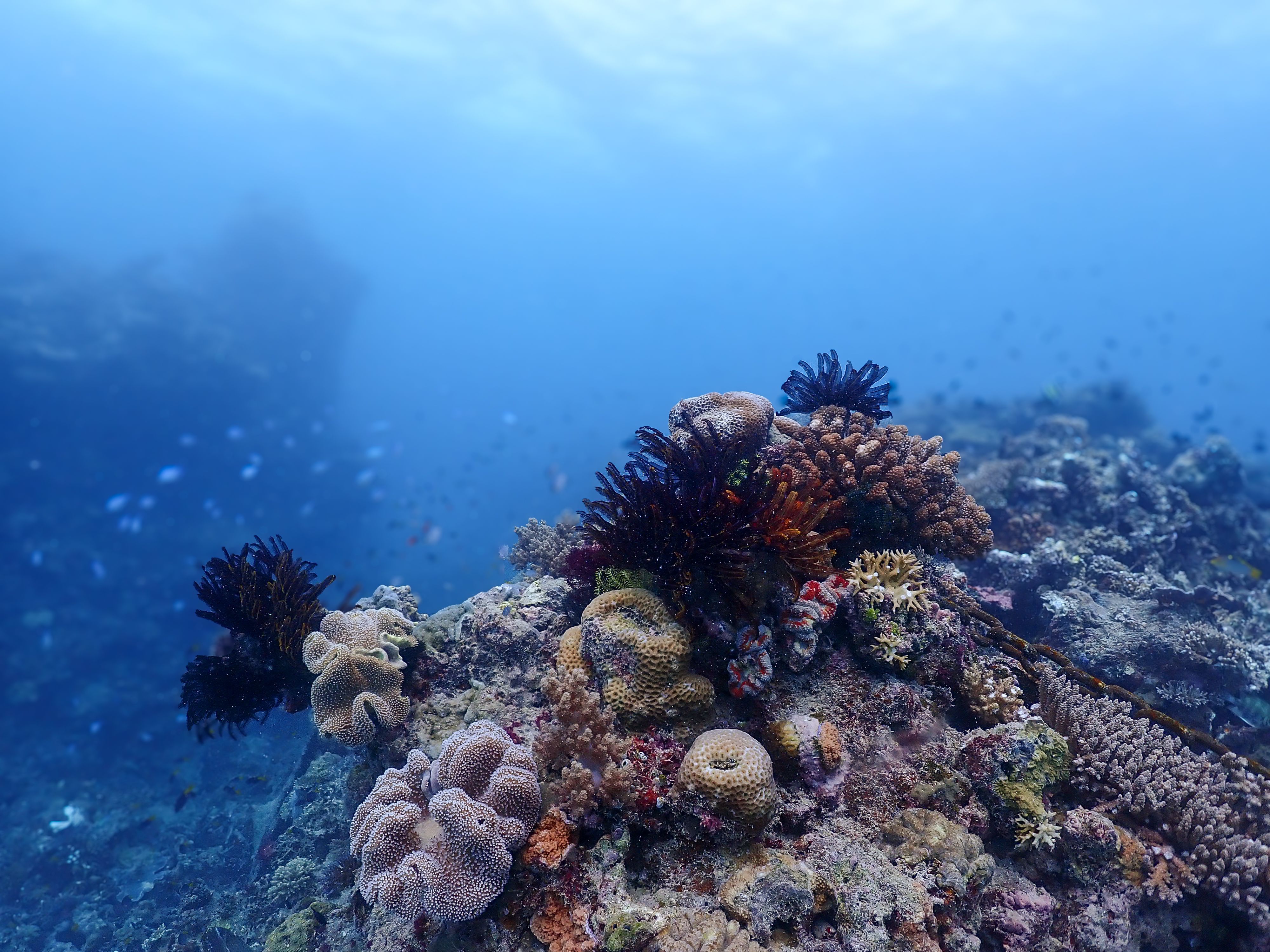 Coral Reef