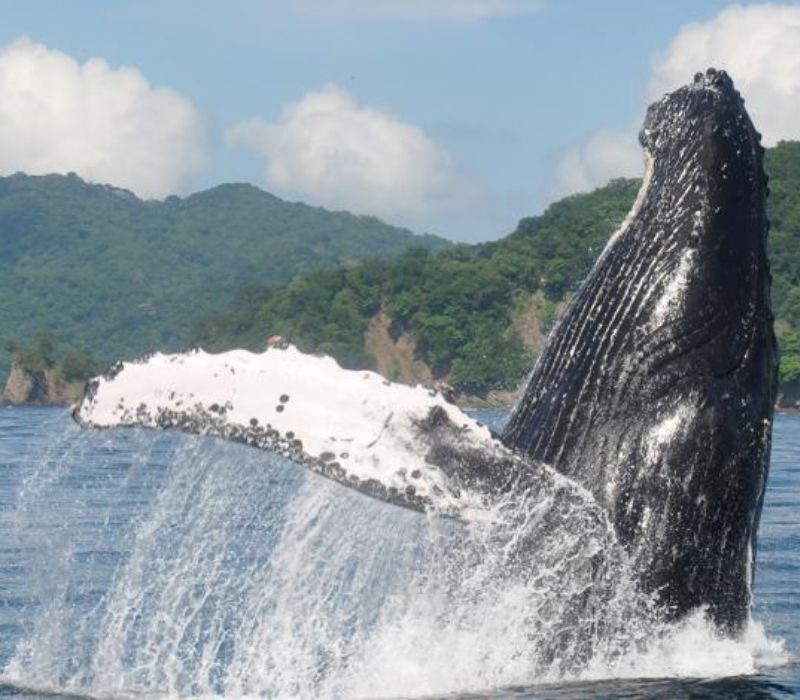 Conserving Marine Mammals in Costa Rica